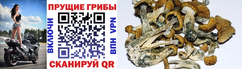 Галлюциногенные грибы MAGIC MUSHROOMS  Вольск 